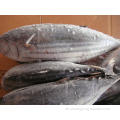 Gefrorene ganze Runde Skipjack Bonito Thunfisch für Dosen
